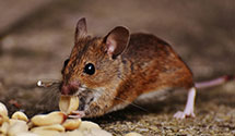 24 Hour & Emergency Exterminators in Mansfield, NJ